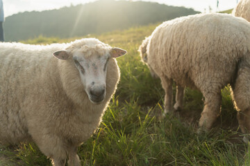 Close-up of a curious sheep in a green pasture during golden hour with sunlight pouring over the landscape in the background