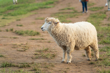 Sheep Standing on Green Grass by Pathway with People in Background, Natural Rural Landscape, Peaceful Farming Scene, Domestic Animal