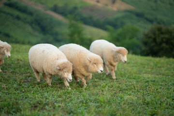 Three adorable fluffy sheep walking peacefully across a lush green meadow surrounded by rolling hills and vibrant nature in the late afternoon light