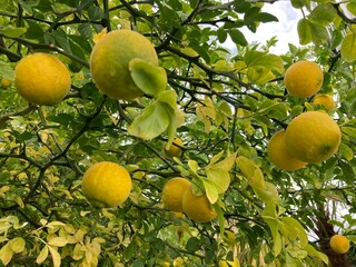 Bitterorangen/ Orangen wachsen am Baum im Garten in der Natur