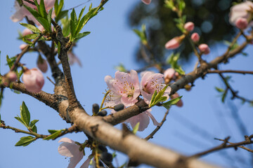 Spring Peach Blossoms Soft Pink Petals