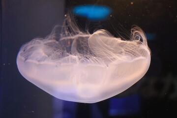 jellyfish in aquarium © Mt. Cape