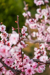 Spring Peach Blossom Branch with Pink Petals