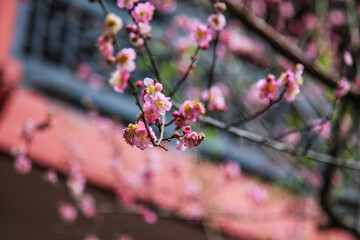 Peach Blossoms Against Red Wall Architectural Backdrop
