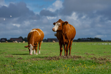 Naklejka premium Cattle grazing in pasture. Herd of cattle. Livestock cow feeding on green grass. Grazing cows pasture on grassy field. Cattle on farm. Grazing cows on village. Open pasture with cows. Cattle herd.