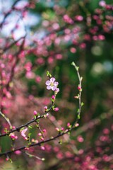 Peach Blossom Buds on Spring Branch Closeup