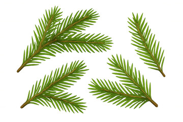 Fototapeta premium Spruce fir tree branches evergreen conifer needles for christmas winter season decoration element on transparent background