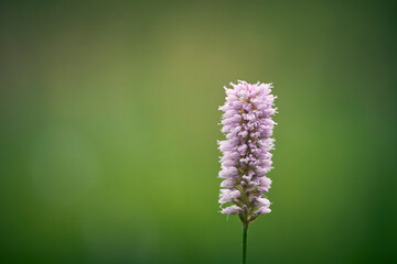 close up of lilac flowers