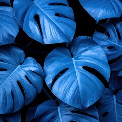 Blue-toned Monstera leaves form a dense, abstract composition against a dark background, highlighting their unique shape and texture