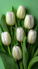Close-up of a bouquet of white tulips on a green background