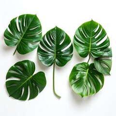 Five verdant monstera leaves are arrayed on a clean white surface, displaying their intricate patterns and textures in vivid detail