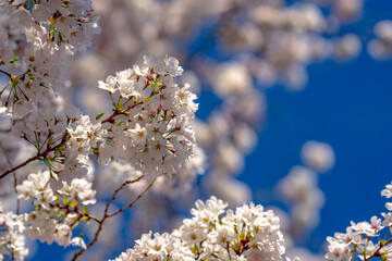 Spring cherry blossom with blue sky background. White cherry flowers on spring time. Close up photo of white blossoming cherry tree branch. White flowers of the cherry blossoms on a spring day.
