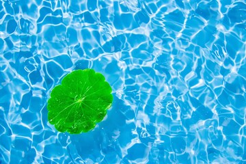 Lotus Leaves Floating On Calm Sea Surface