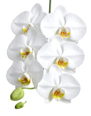 Elegant white orchids