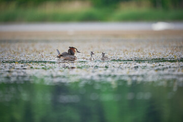staw © Patryk Fiutek