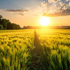 A vibrant field of tall, golden grain leads towards a bright, hazy sun setting on the horizon, with a treeline visible to the left