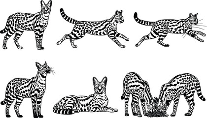 serval silhouette, wild cat vector, wildlife clipart, flat vector, black serval, animal silhouette, predator mammal, nature icon, running serval, feline artwork