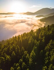 Verdant forest atop foggy valley basks in the warm glow of the rising sun, with mountains silhouetted against bright sky in the distance