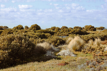 coastal landscape at paisley-challis wetlands in Williamstown