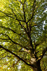 Looking up at the branches and canopy of a tall oak tree with green leaves glowing in sunlight