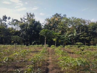 Obraz premium * Needs to be 6-180 characters. * Detailed description, not keywords. * Main subjects: young plants, field, background trees, sky. * Key ...