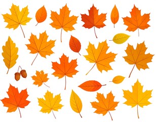 Obraz premium Autumn leaves collection on white background