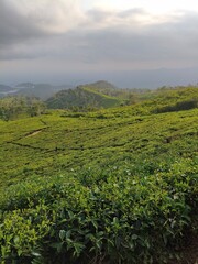 Lush green tea plantation sprawling across rolling hills under a cloudy sky.