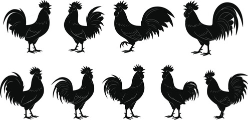 Rooster silhouette set, various rooster poses in side view, black chicken illustrations isolated on white background, vector animal design