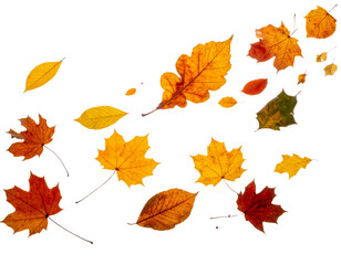 An isolated, golden maple leaf falls from a tree, a symbol of the autumnal season's colorful change