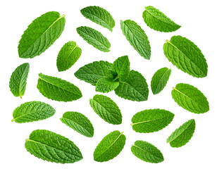 Fresh peppermint leaves, a healthy and aromatic garden herb, are isolated on a white background