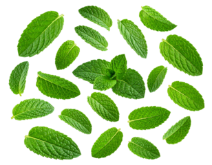 Fresh peppermint leaves, a healthy and aromatic garden herb, are isolated on a white background