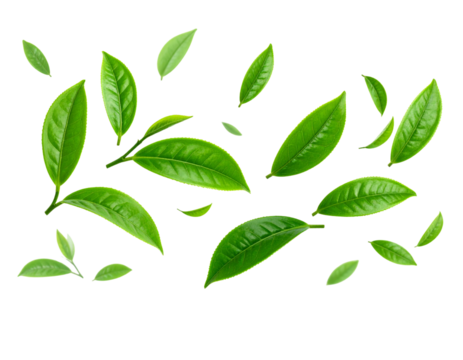 Green foliage design pattern of natural summer floral eco set illustration with leaf and branch