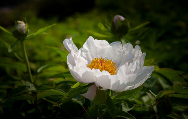 Peony Flower With Soft White Petals Closeup