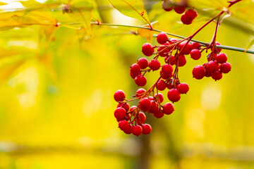 Autumn Branch With Red Berries And Leaves Closeup