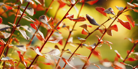 Banner of colored autumn branches with small leaves in shades of red, orange, yellow on blurred sulit background. Sunlight gently lighting foliage, dreamy tranquil atmosphere. Seasonal beauty nature.
