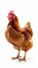 Fototapeta premium A brown hen poses against a bright white background, showcasing its feathers and red comb, conveying an image of domesticated poultry