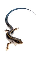 Obraz premium Lizard in profile view