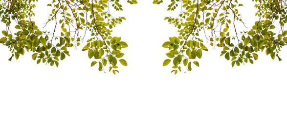 Green leaves and branches isolated on transparent background