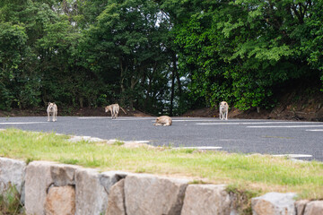駐車場でうろうろしてる野犬たち。