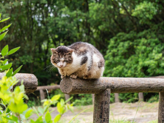 公園の手すりに座っている野生の野良猫。