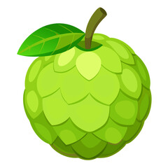 custard apple fruit isolated on white background