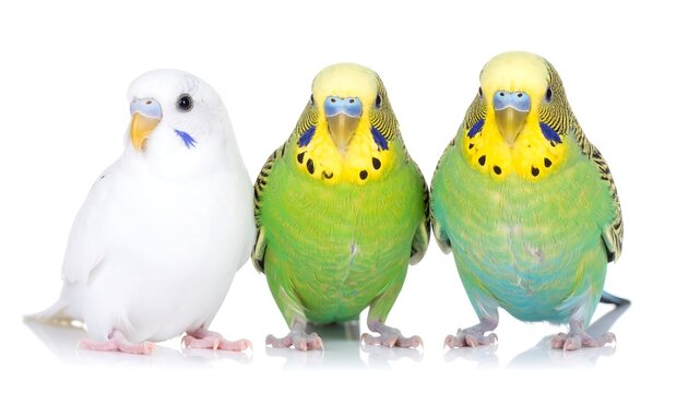 Three parakeets of different colors