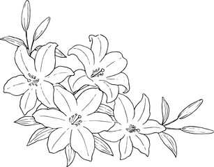 Fototapeta premium ユリの花の飾り 線画イラスト