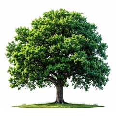 Obraz premium A lush green tree stands against a stark white backdrop, its dense foliage creating a rounded canopy, supported by a sturdy, textured trunk