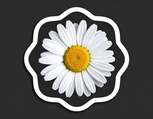 Daisy blossom on a grey backdrop, inside a white, abstracted, rounded floral shape, centered