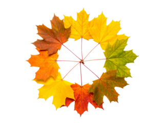 Autumn maple leaves in circle arranged by color gradient, showcasing seasonal change and natural beauty on a clean white background.