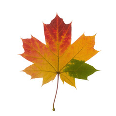 Obraz premium Single vibrant red yellow and green maple leaf on a transparent background autumn fall
