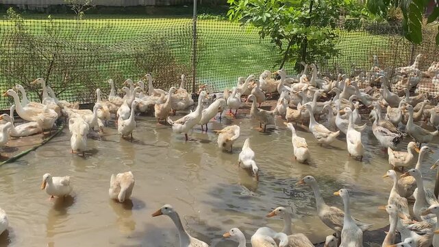 The ducks in the barnyard are sunbathing and playing with each other.