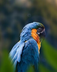 A blue and gold macaw is sleeping with its eyes closed. Its blue, orange, and yellow feathers are clearly visible.