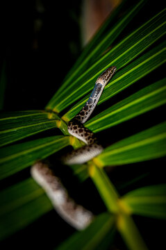 Culebra Nocturna 